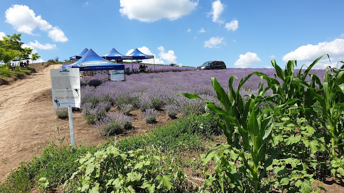 Land of Lavender - Lavender Festival - Lavender Cuttings - foto 5