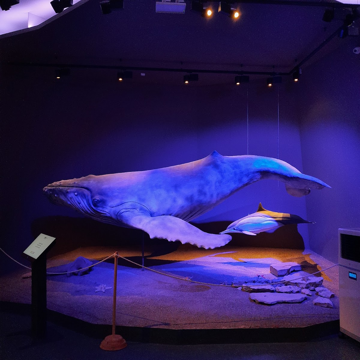 Musée Tarii Crisurilor - foto 5