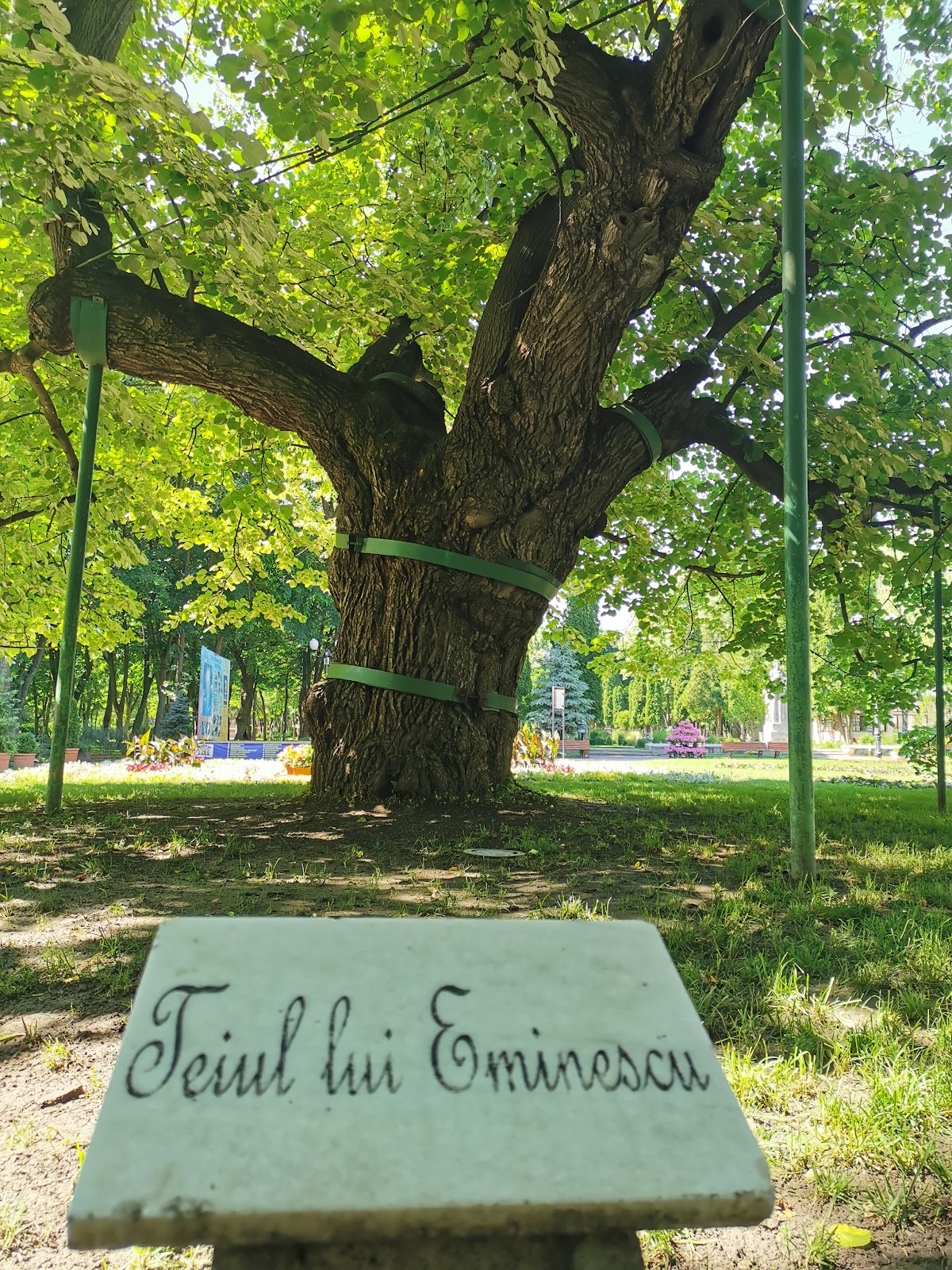 Teiul lui Eminescu - foto 1