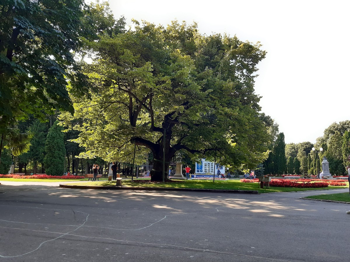 Teiul lui Eminescu - foto 3