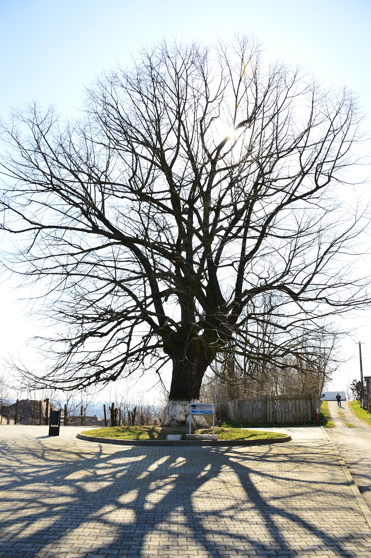 Mihai Eminescu Hársfája - foto 2