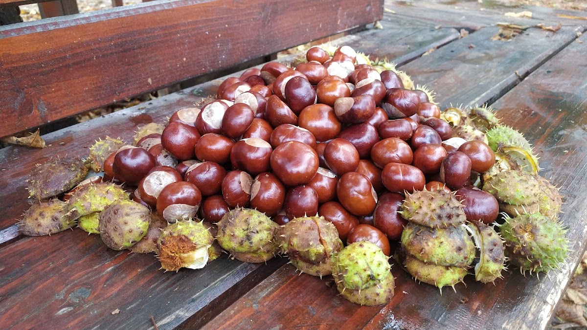 Terasa Parc Aiud - foto 5