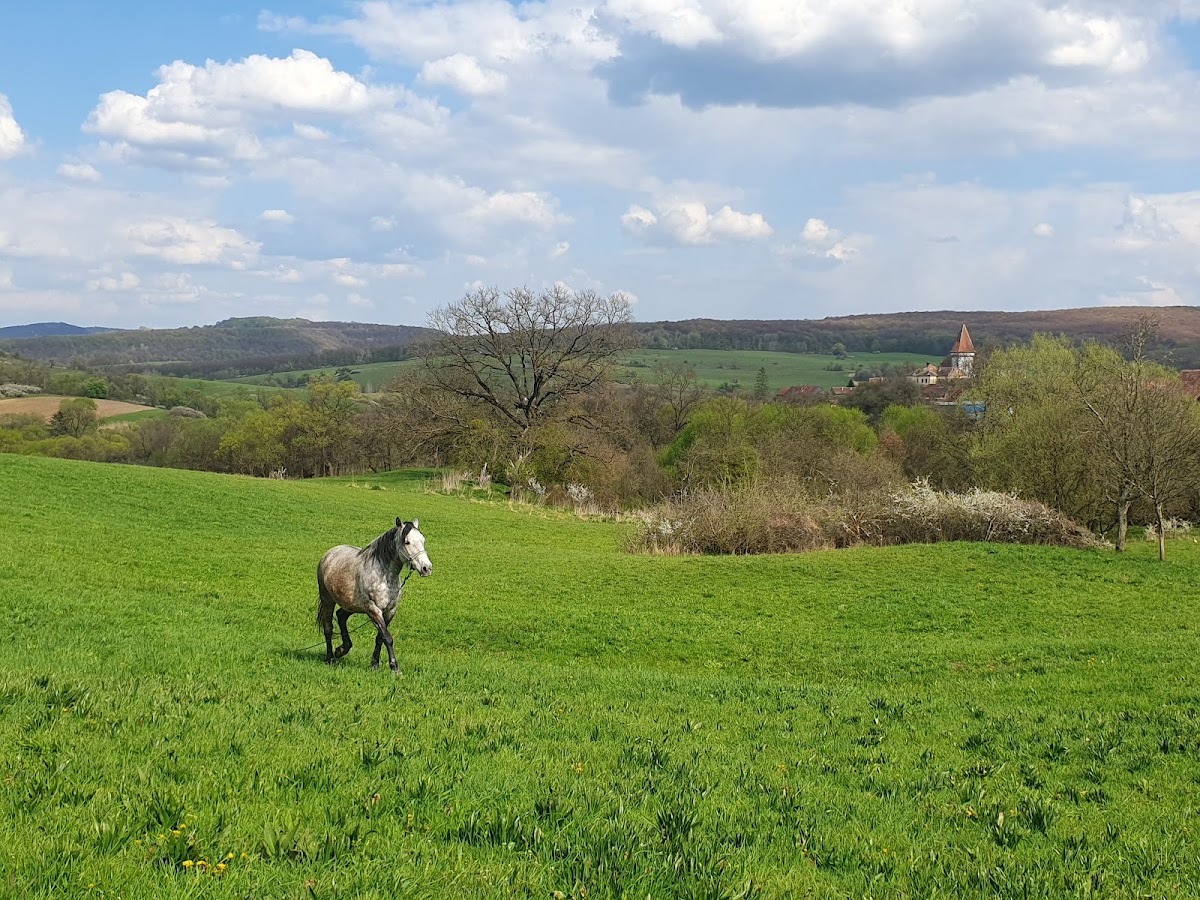 The Tiny House Transylvania & Chocolate Barn - foto 4