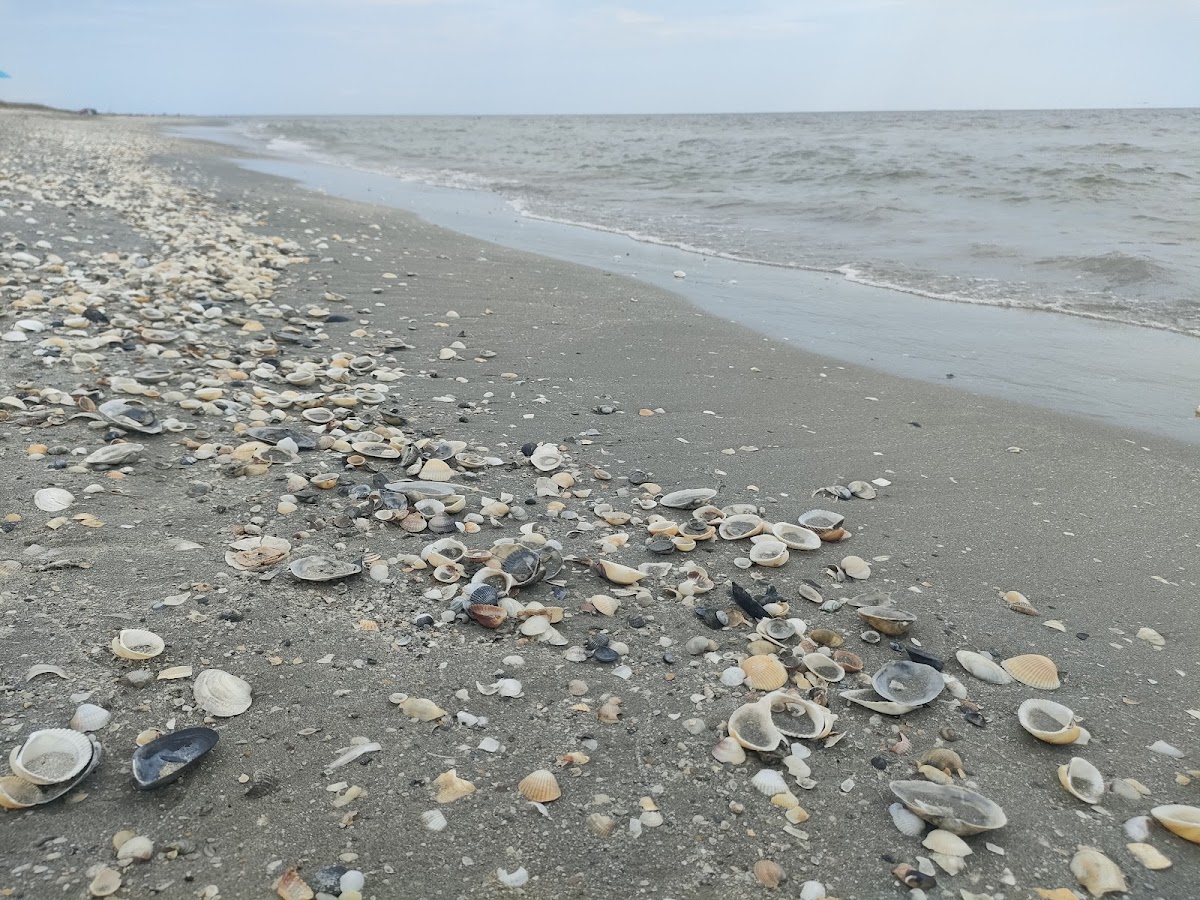 The Wild Beach - foto 4