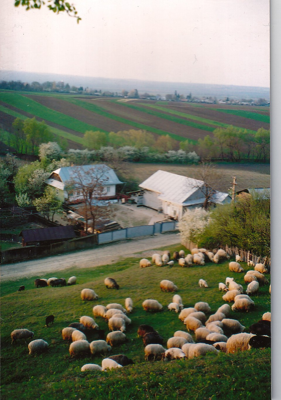 Traditii locale Reuseni