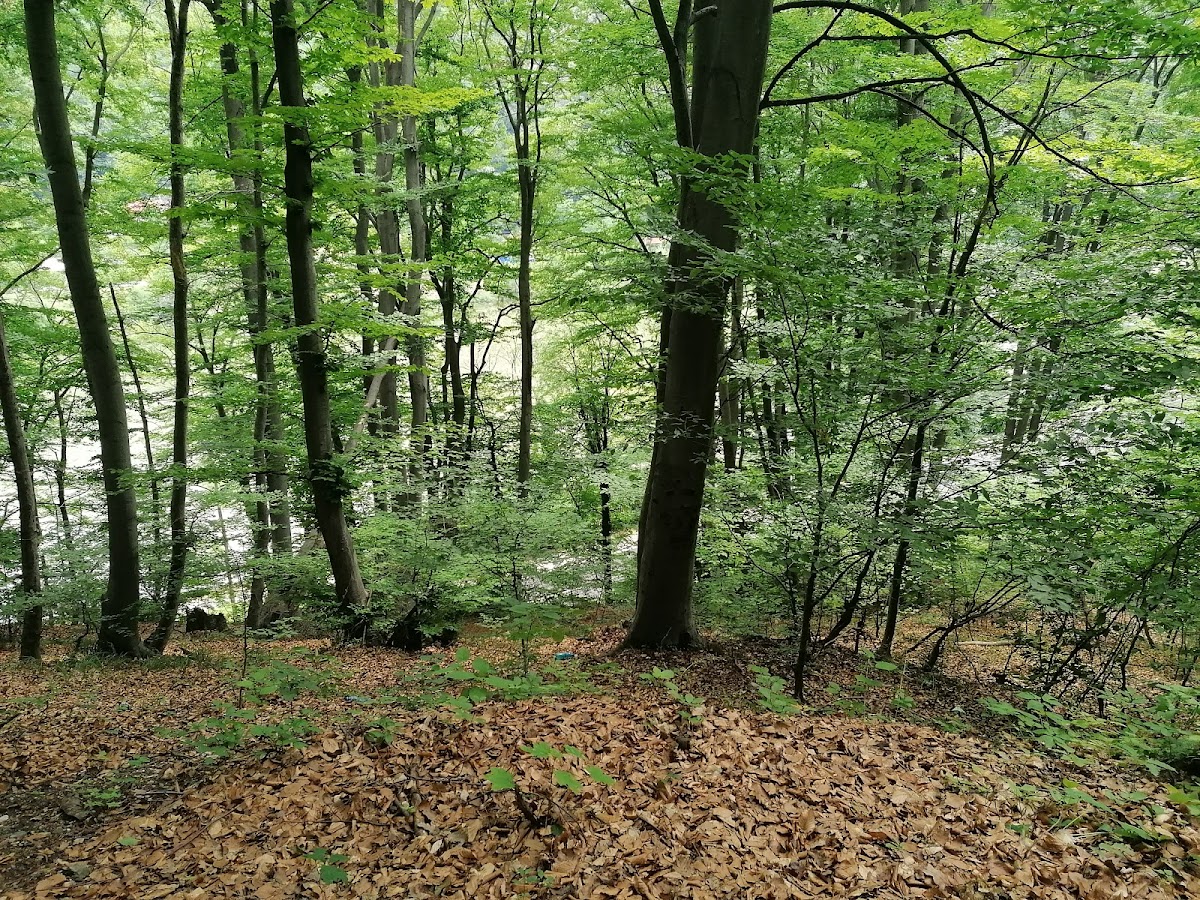 Traseu Cura Balneara - Caciulata/Calimanesti - foto 3