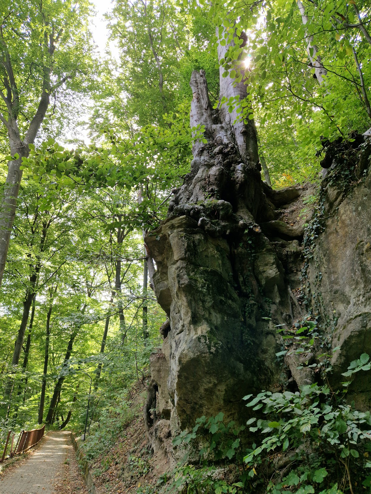 Traseu Cura Balneara - Caciulata/Calimanesti - foto 4