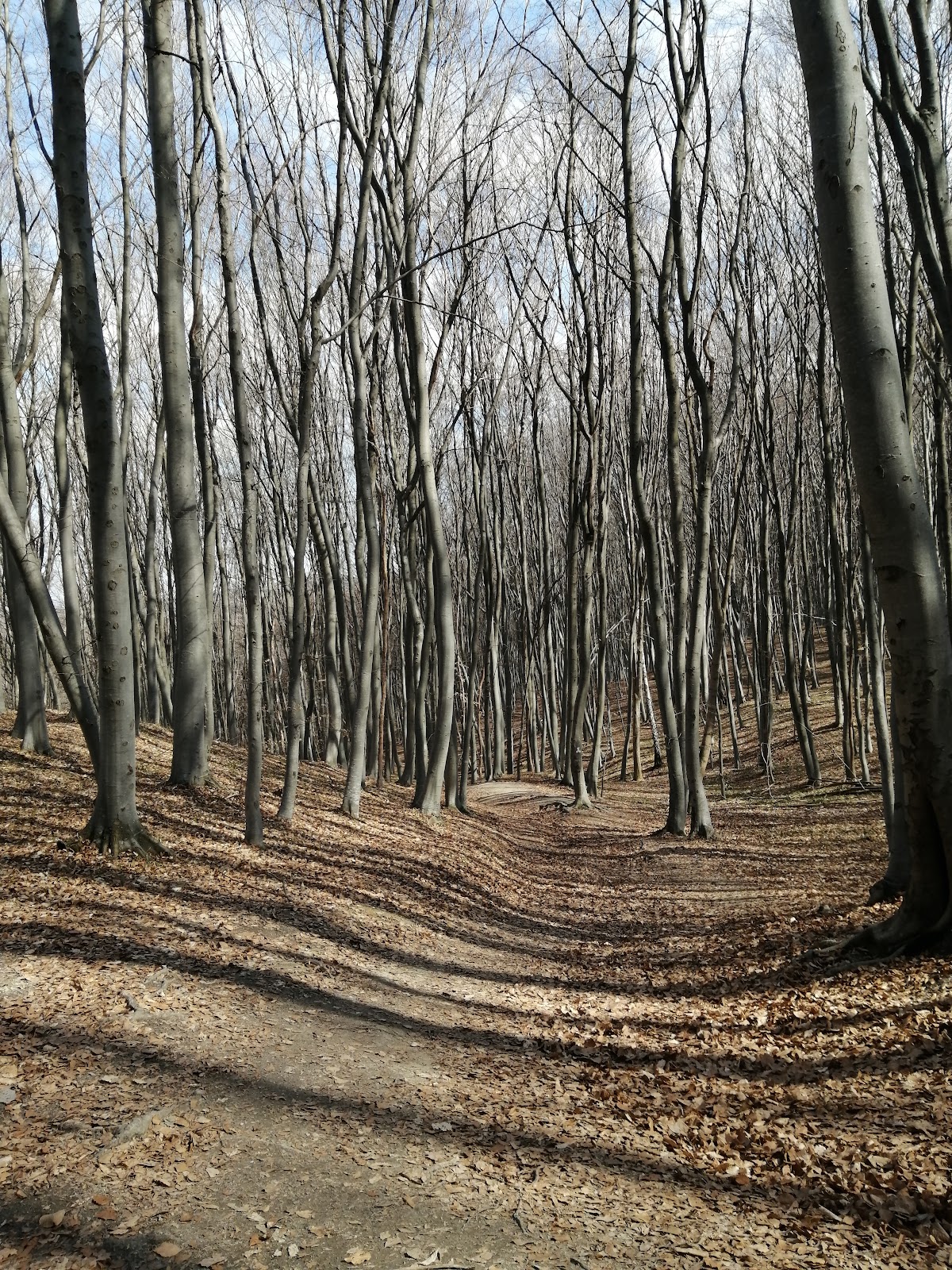 Traseu tematic "Traseul broscutei" - foto 3