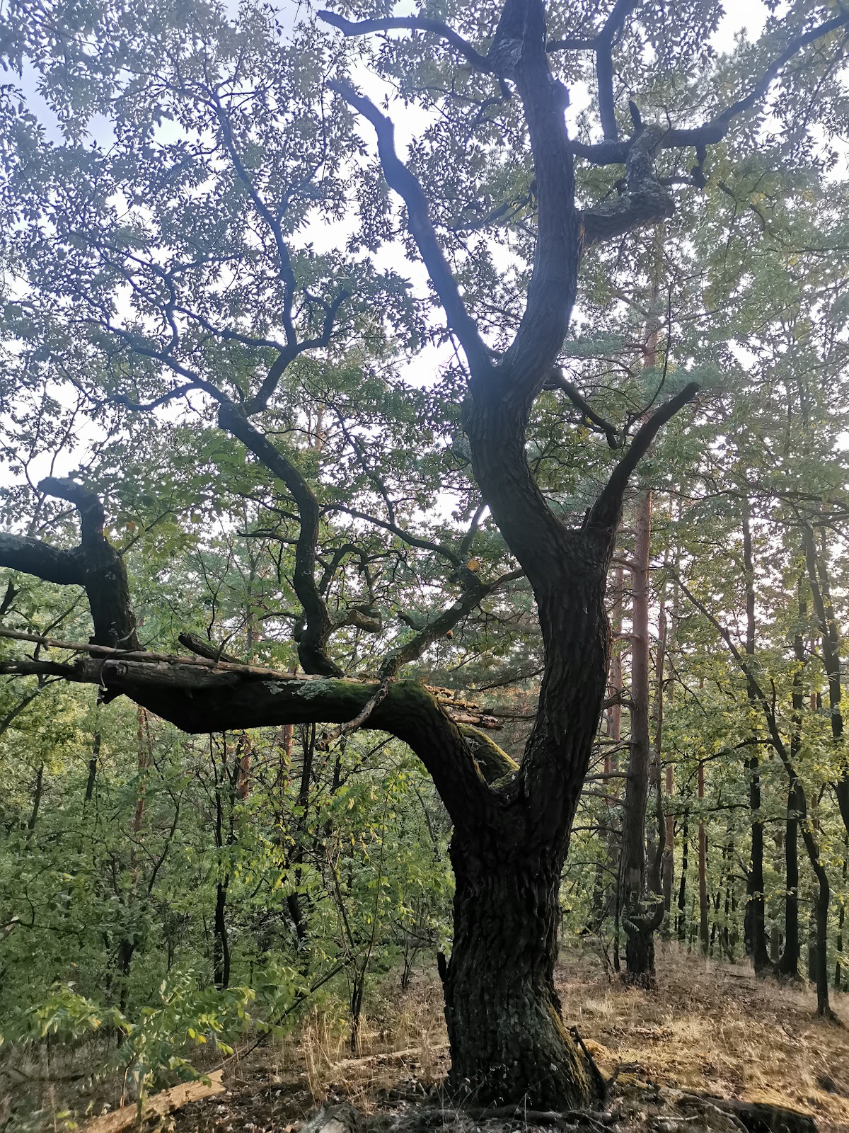 Trono de los Antepasados - foto 4