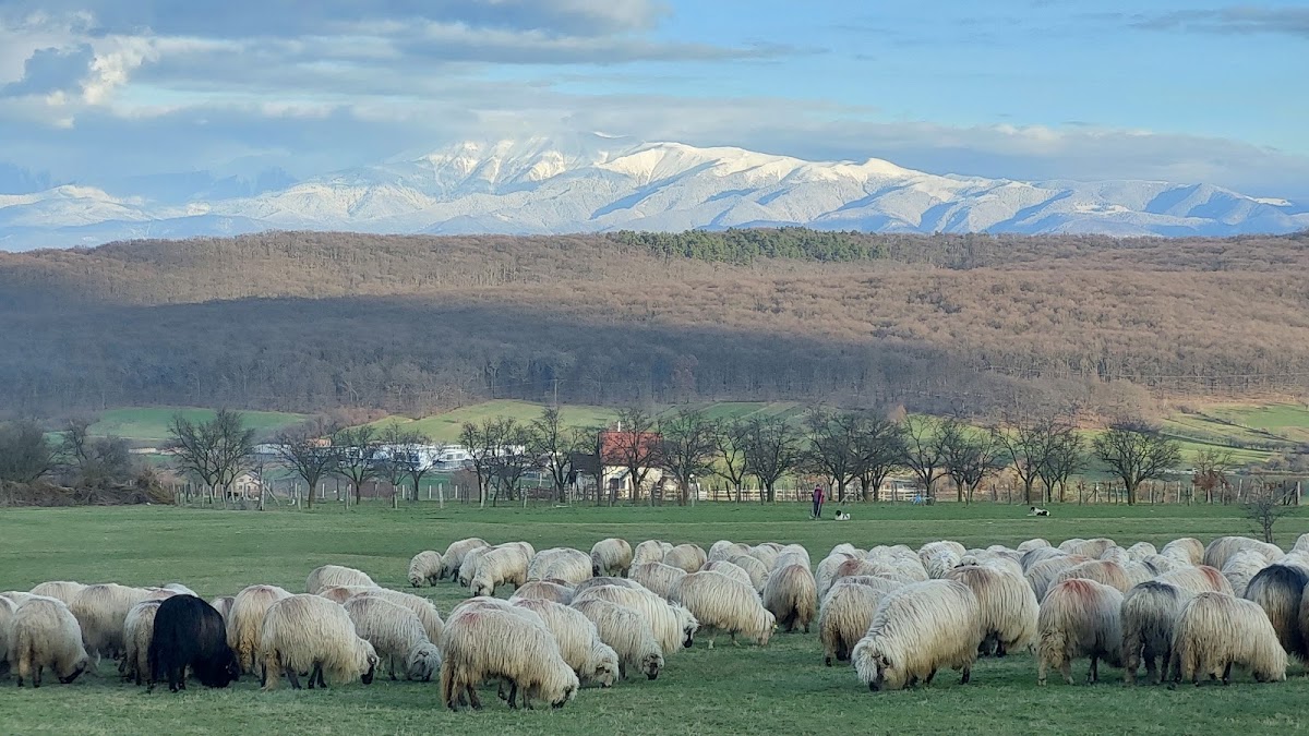 Tropinii Vechi - foto 5