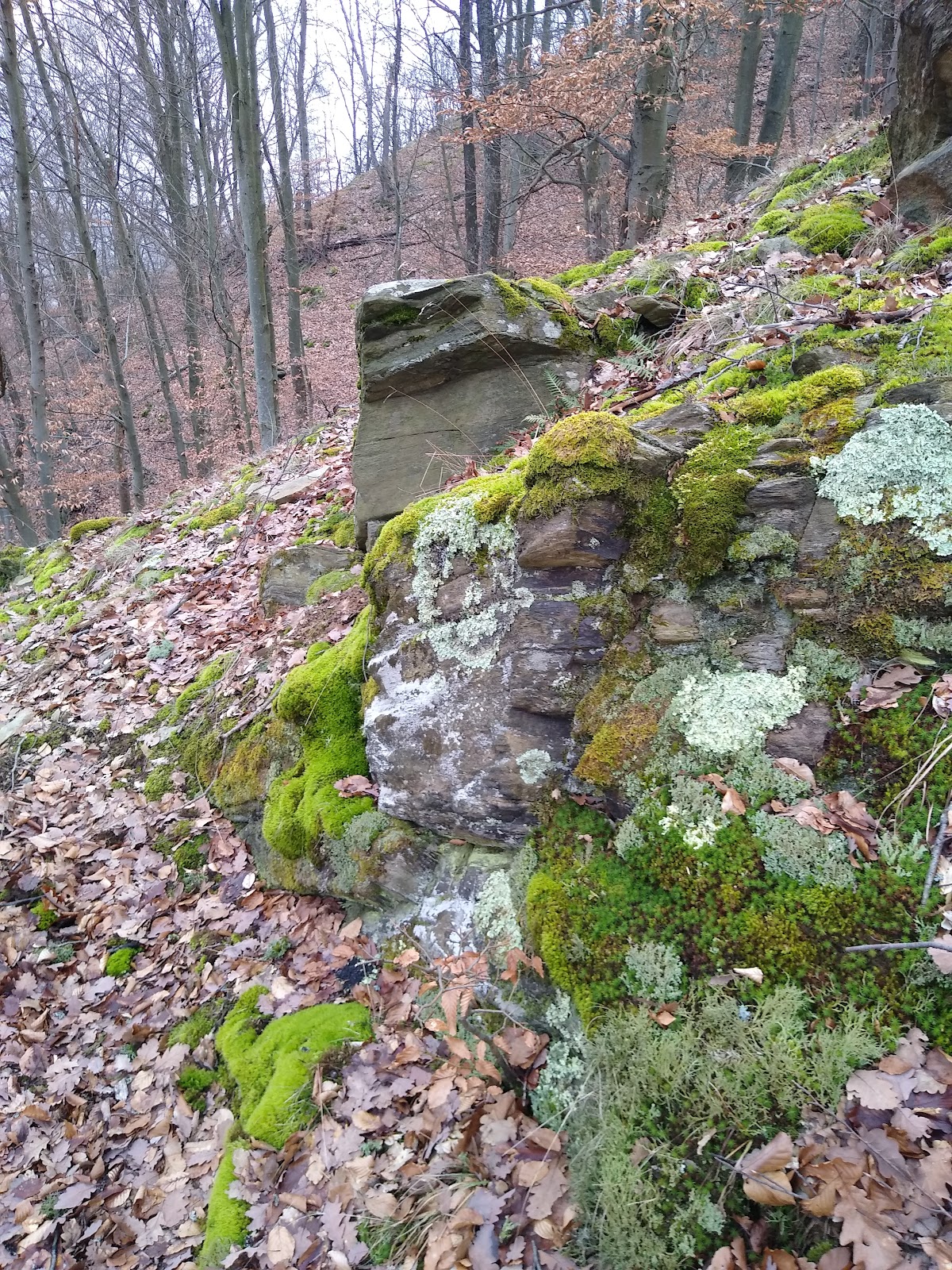 Tufs de Calcaire dans la Valea Bobâlna - foto 3