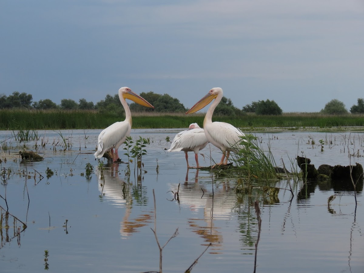 Kajakos Túrák és Kemping - foto 2