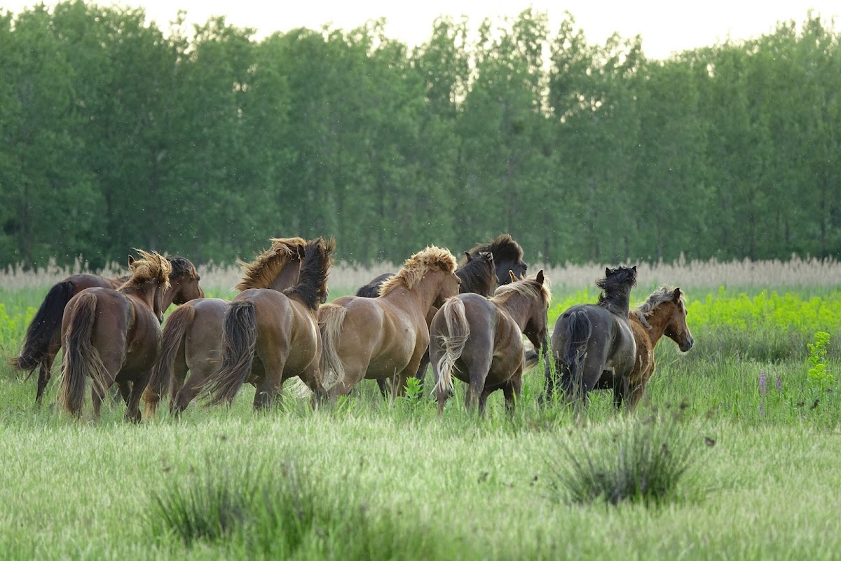 Kajakos Túrák és Kemping - foto 4