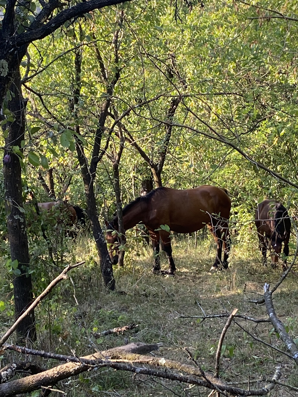 Umbraresti Tg.Bujor - foto 4