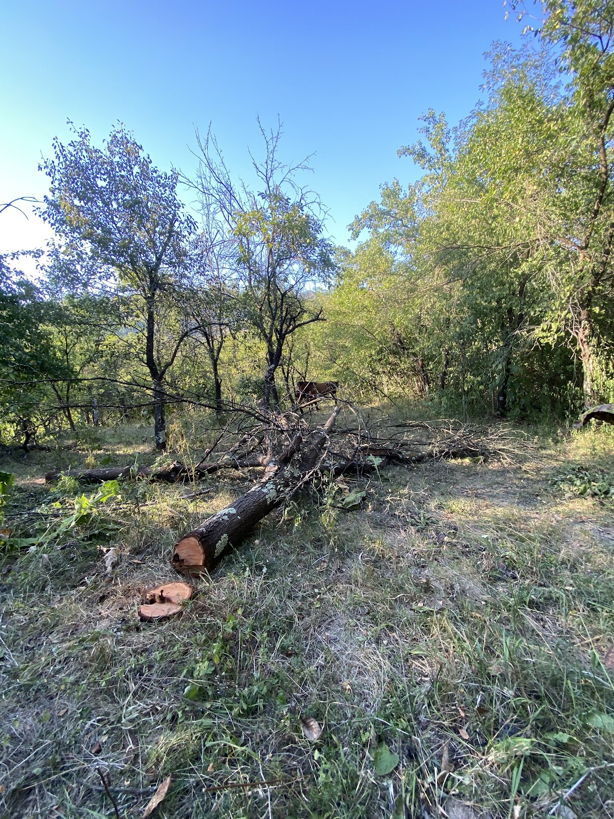 Umbraresti Tg.Bujor - foto 5