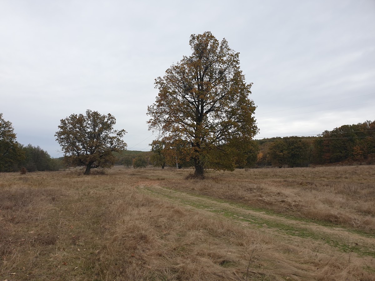 Ungureni - foto 2