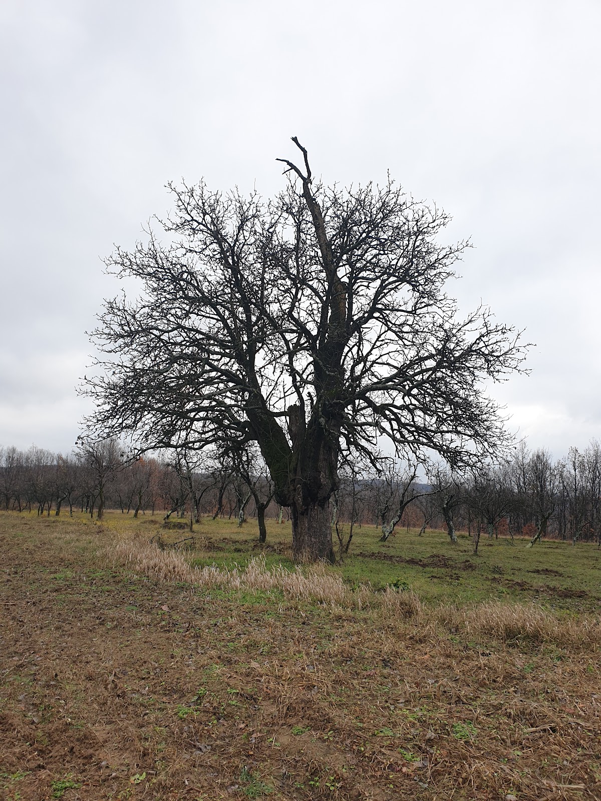 Ungureni - foto 5