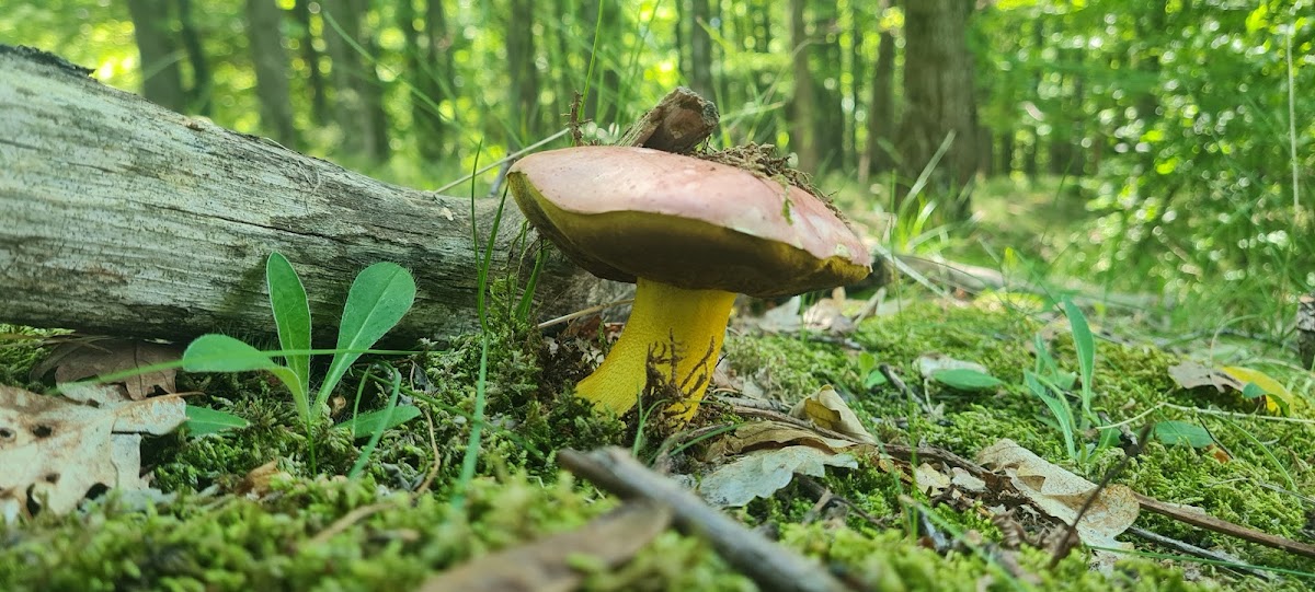 Valea Aninoasei - foto 3