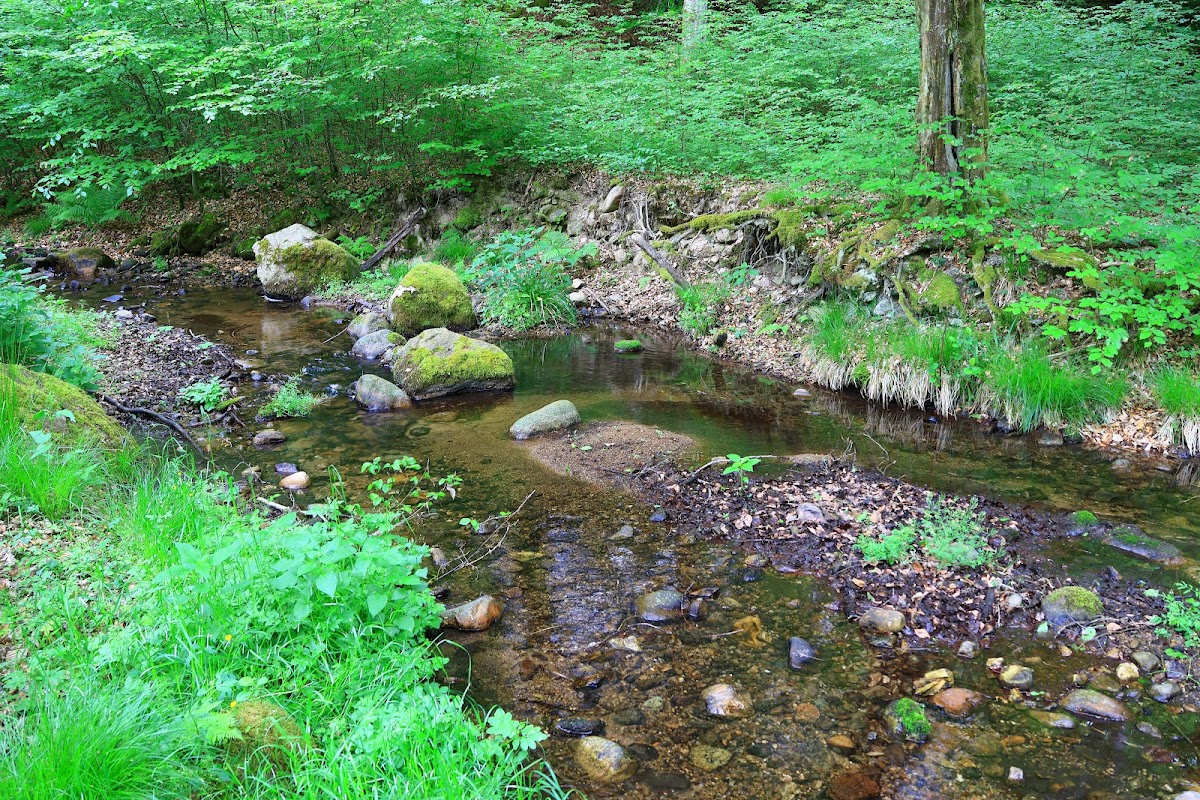 Valea Hasmas