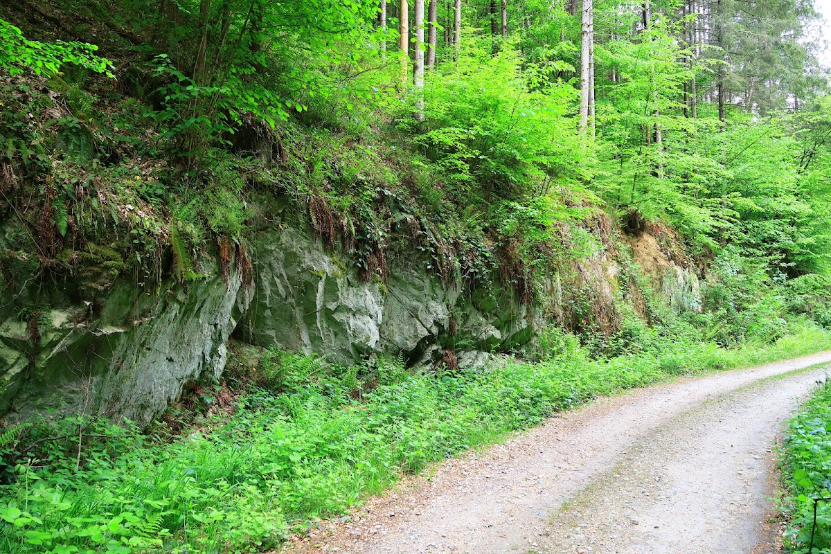 Valea Hasmas - foto 2