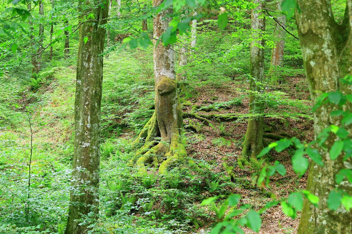 Valea Hasmas - foto 3