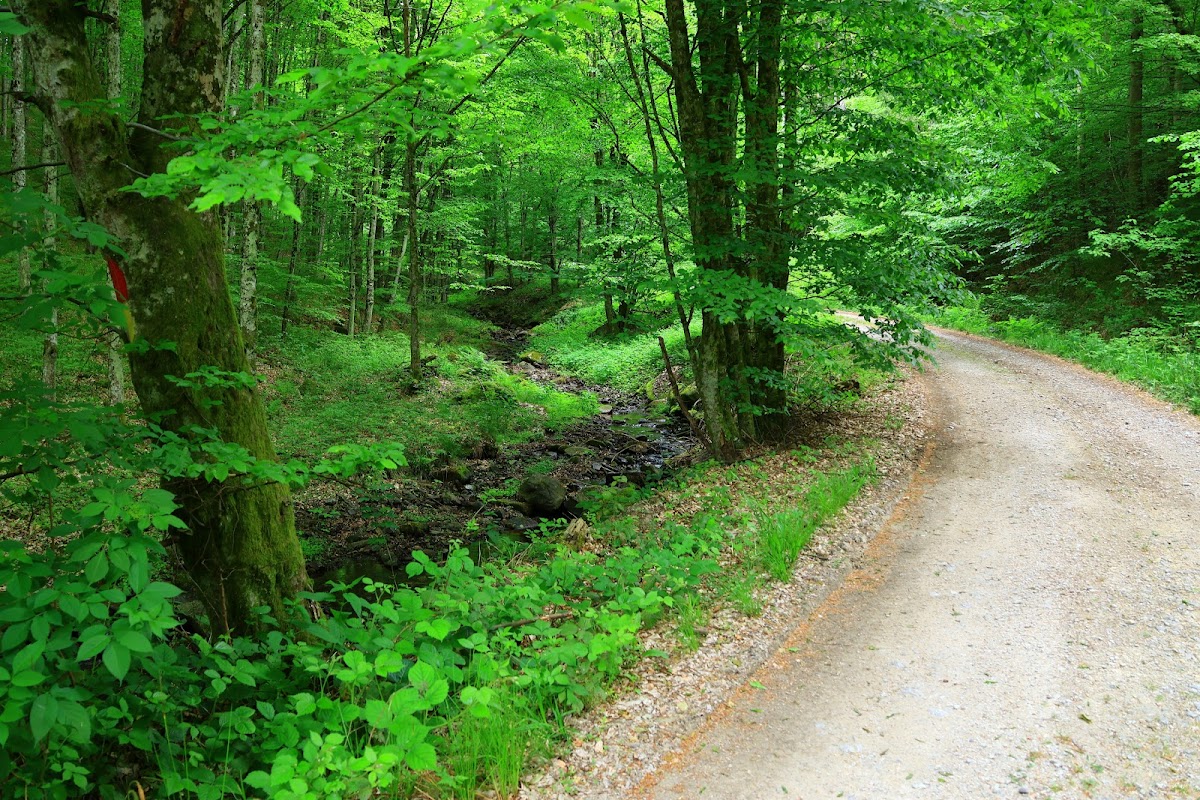 Valea Hasmas - foto 5