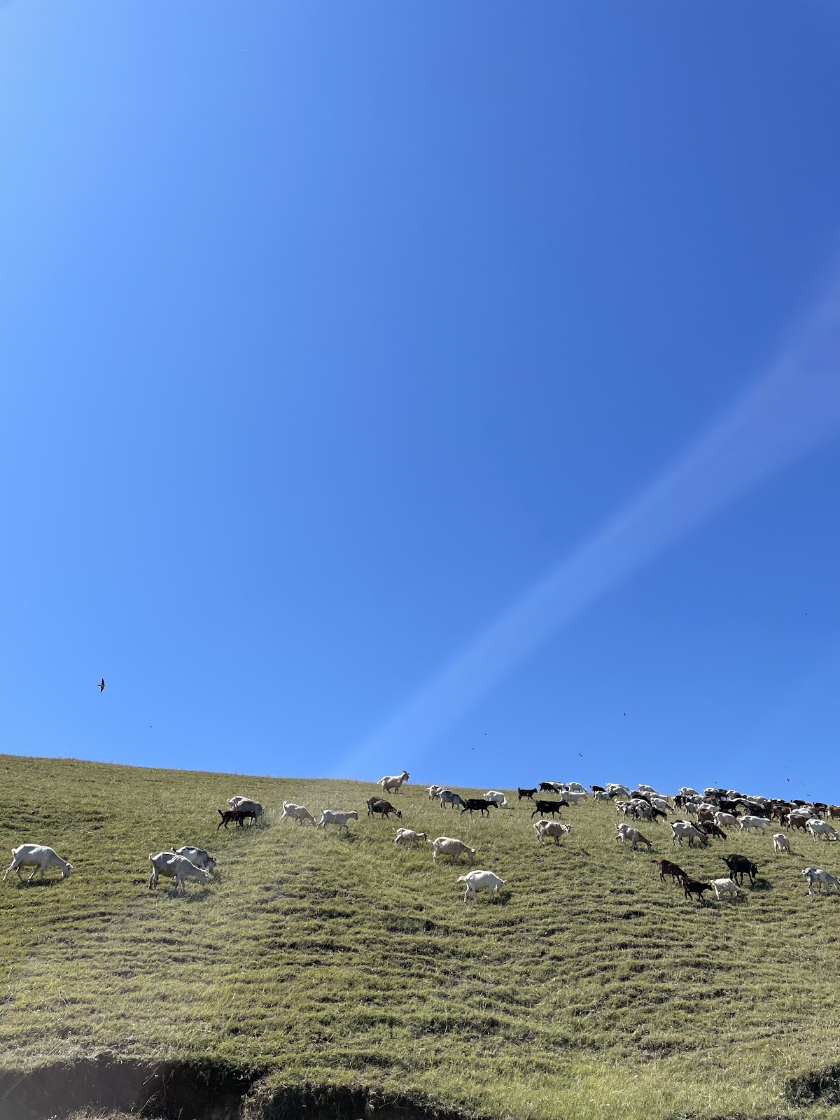 Valea Mostiştea - foto 3