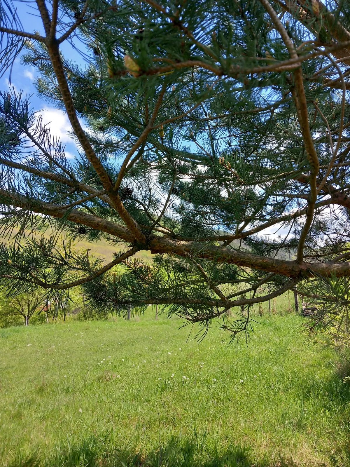 Valea Plesi - foto 3