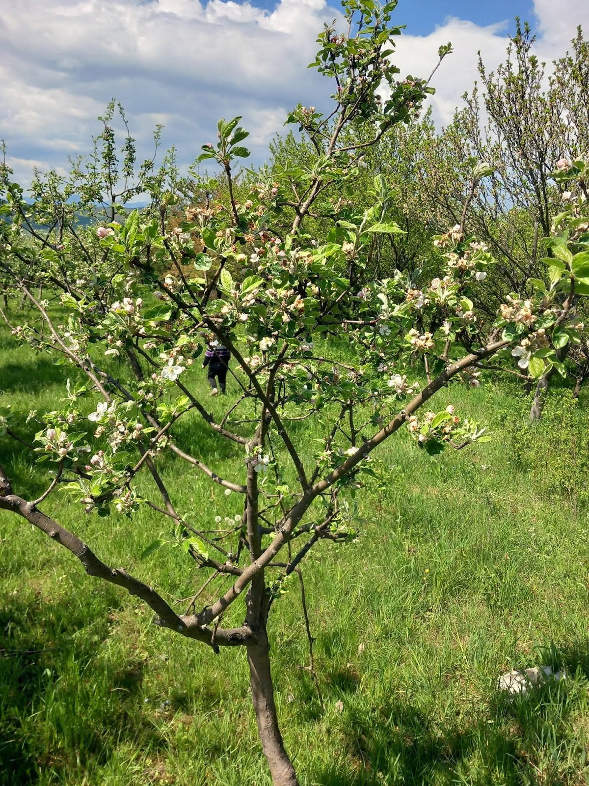 Valea Plesi - foto 5