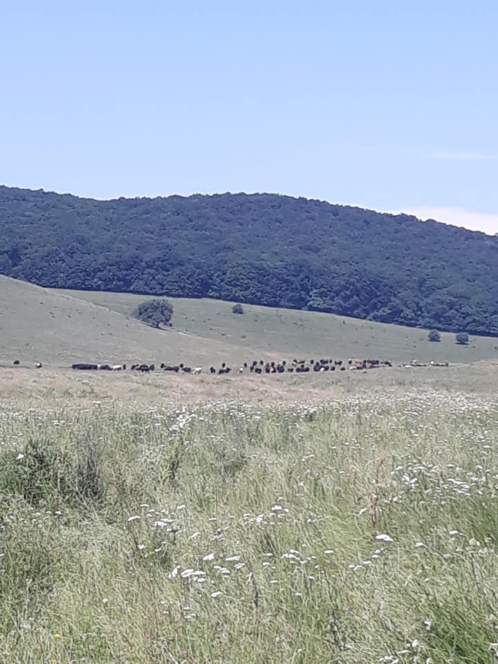 Valea Sângătinului - foto 2