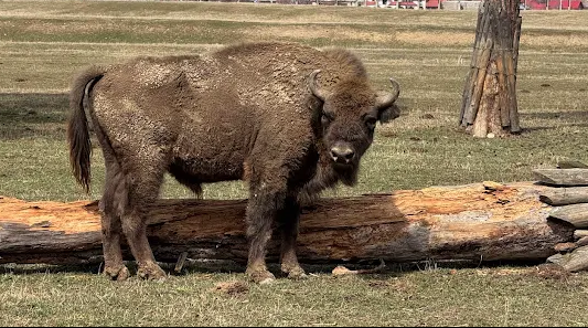 Valea Zimbrilor - foto 1