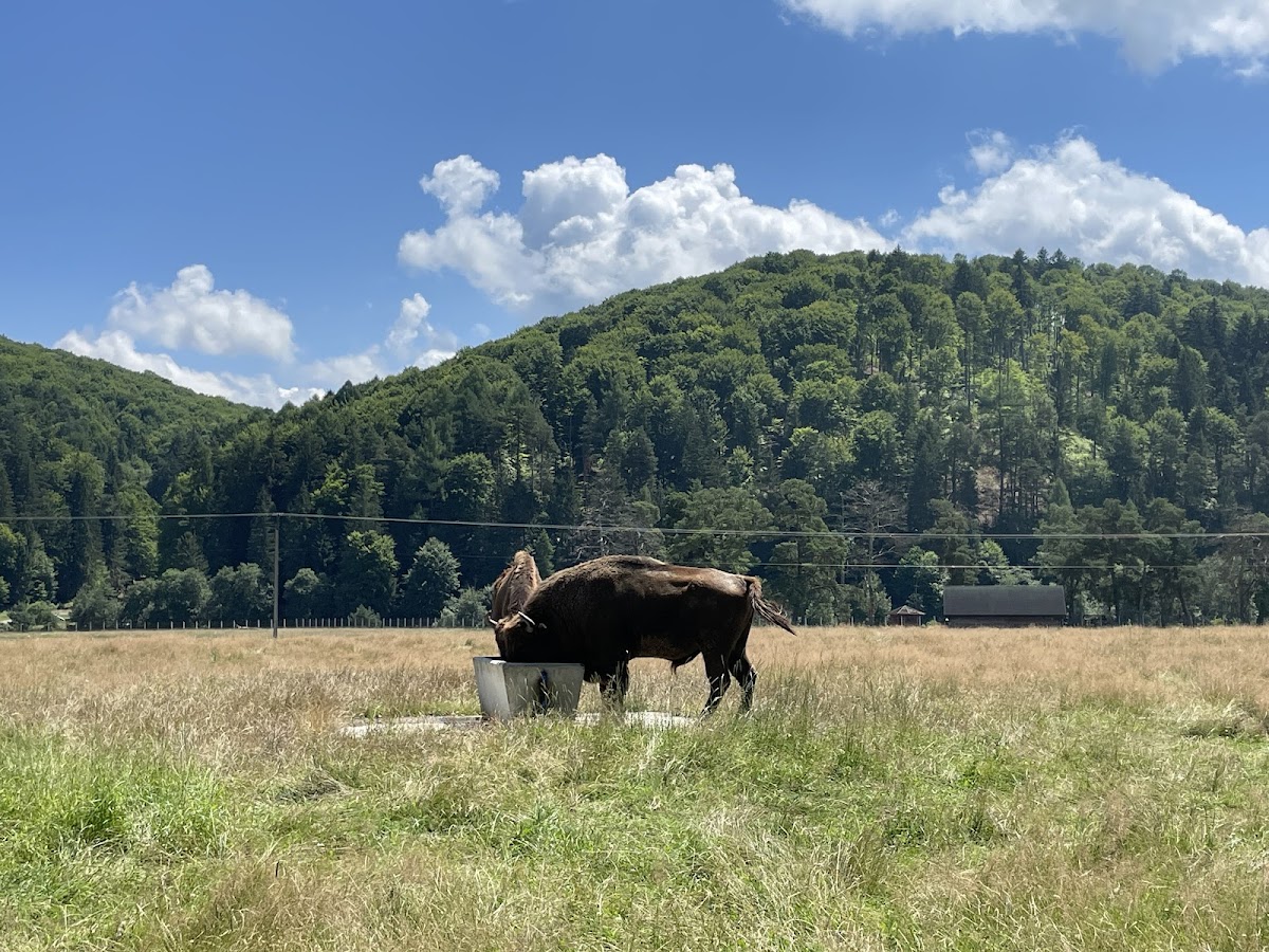 Valea Zimbrilor - foto 2