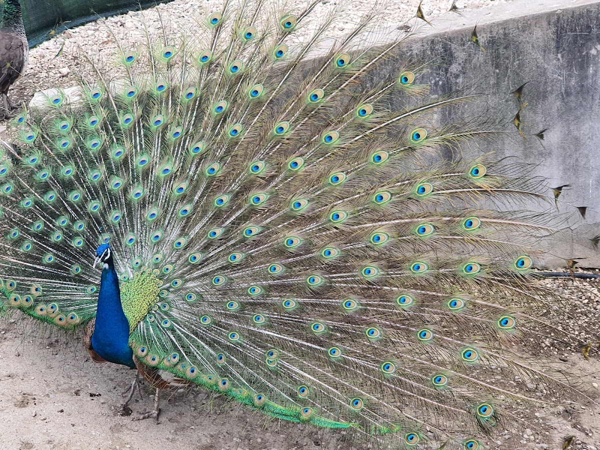 Valea Zimbrilor - foto 5