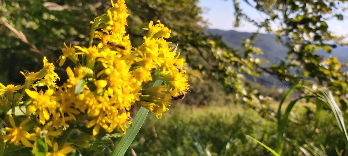 Varful Măgura - foto 4
