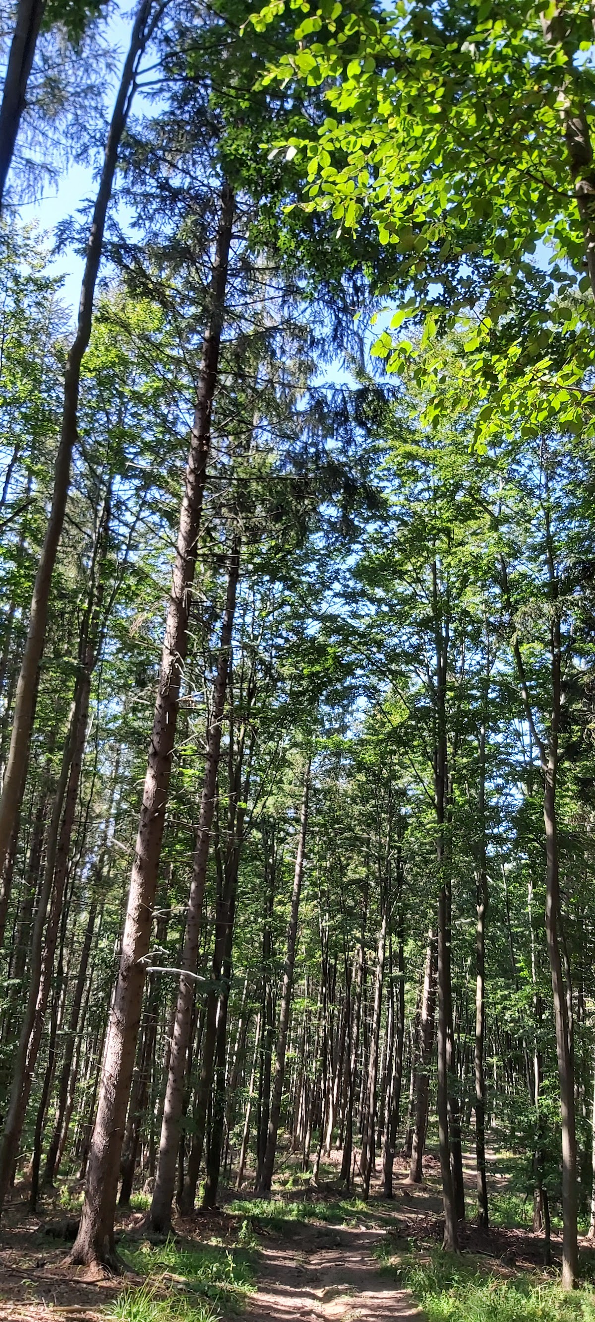 Varful Măgura - foto 5