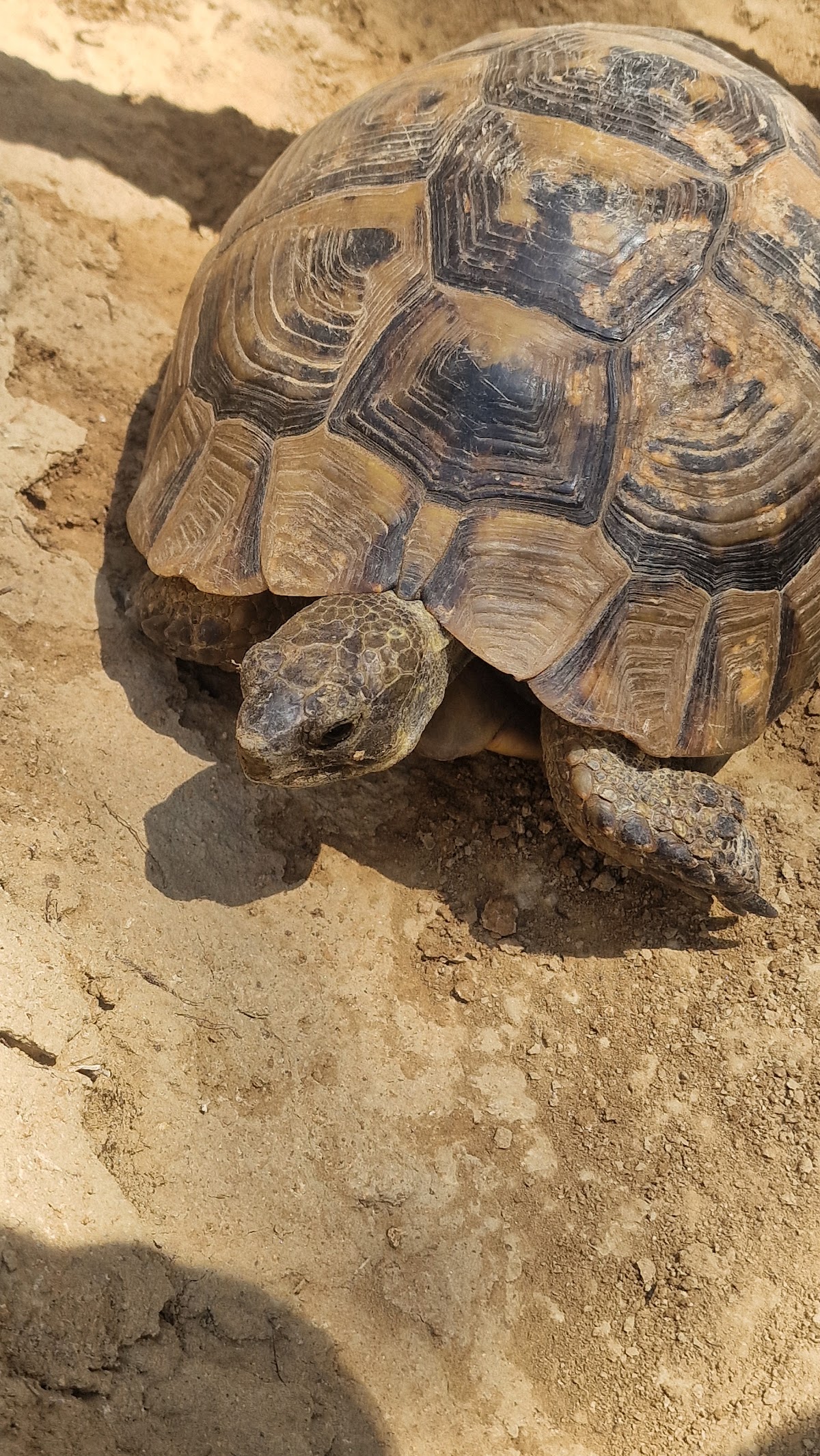 Vârful Țuțuiatu (467m) - foto 4