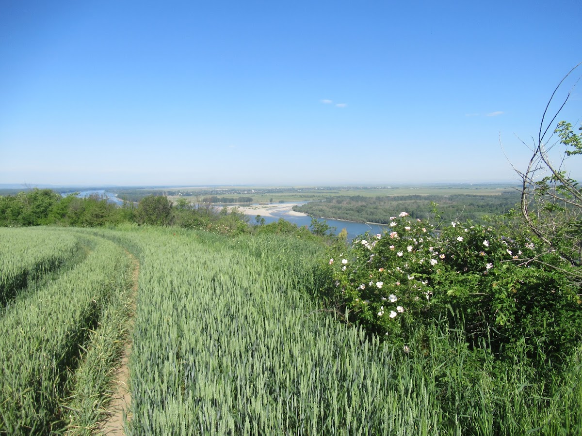 Die Mündung des Olt in die Donau - foto 5