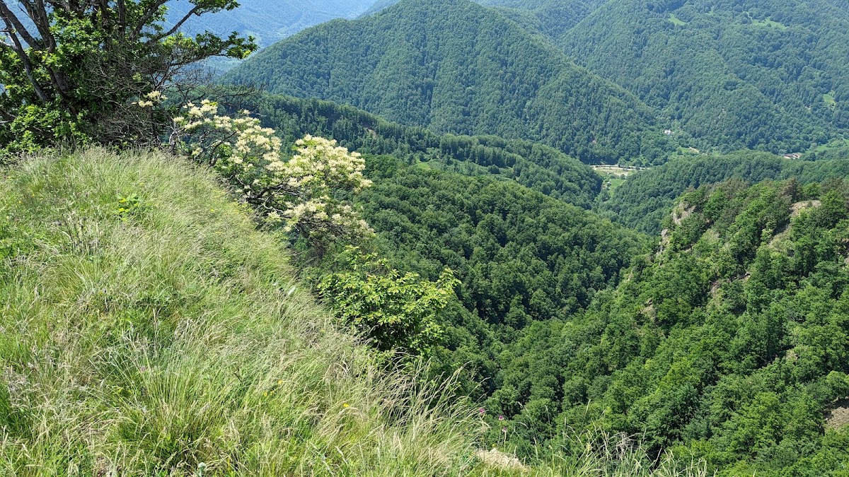 Vf. Doabra