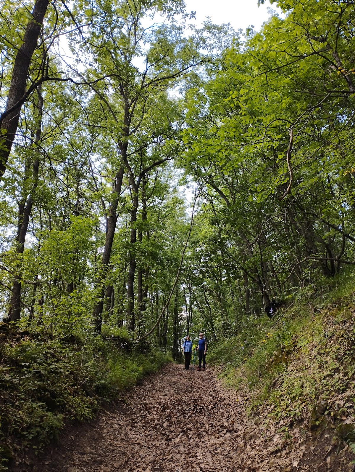 Vf. Piatra Coziei - foto 3