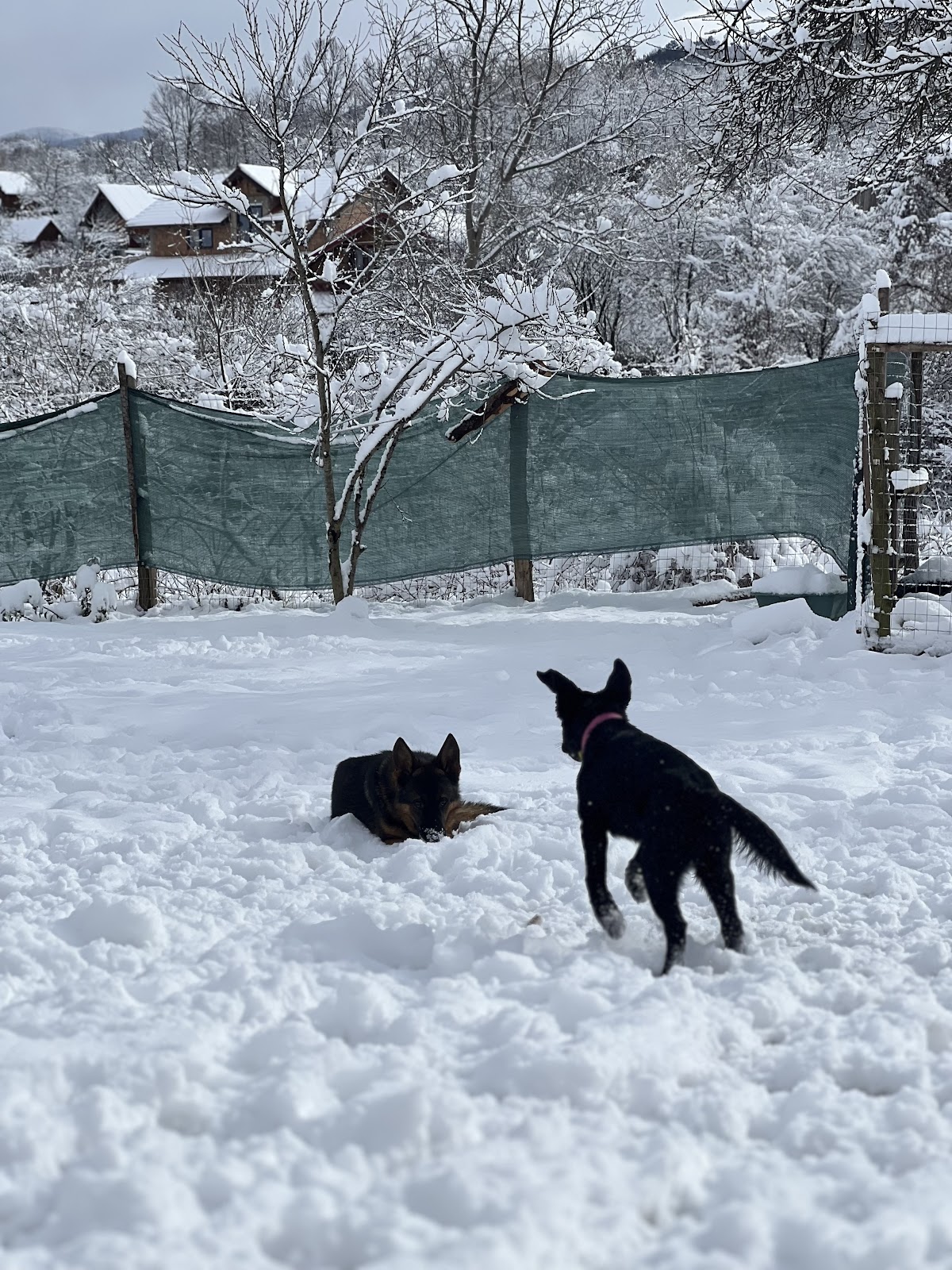 Zen Dog Orchard