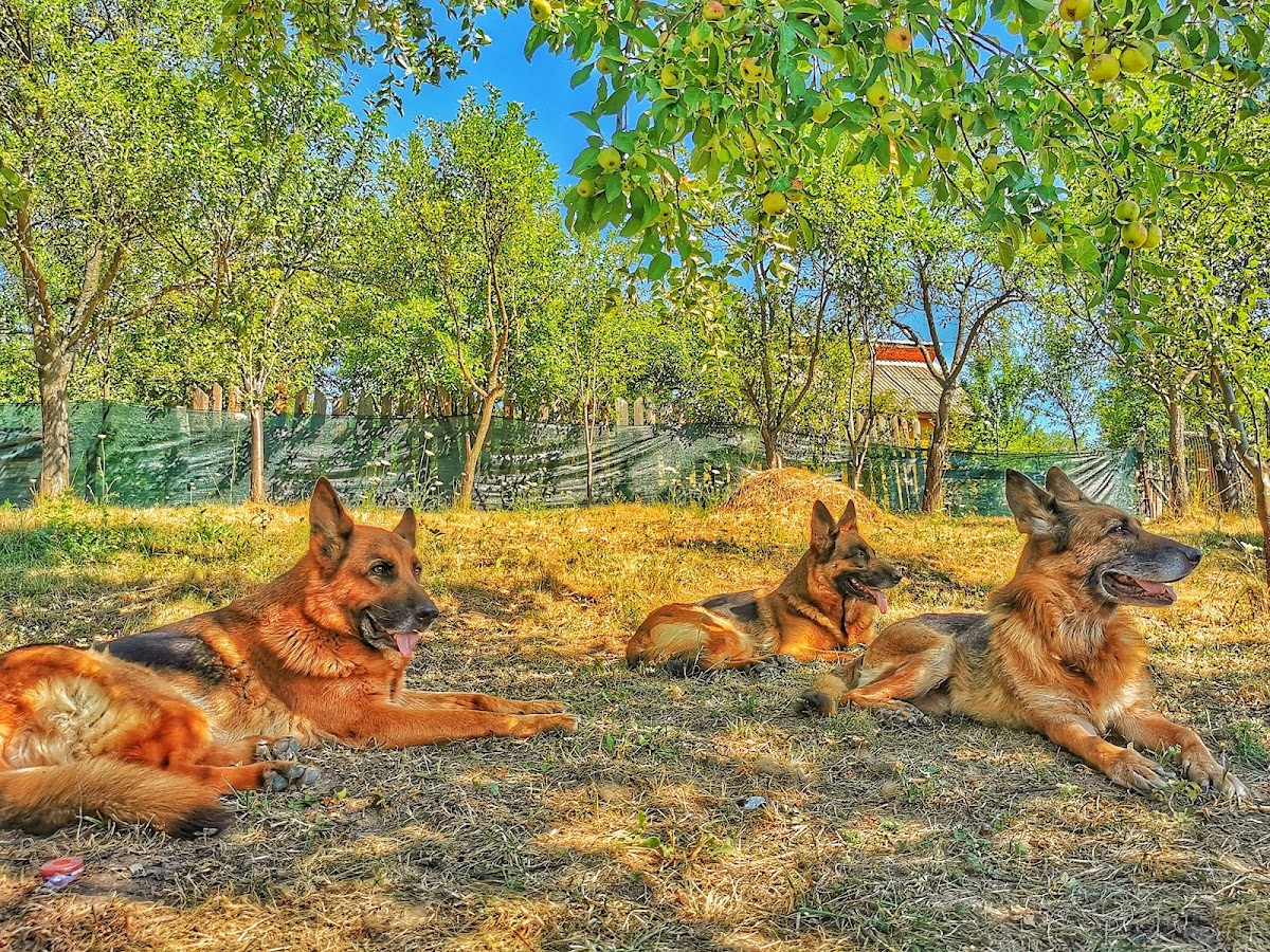 Zen Dog Orchard - foto 2