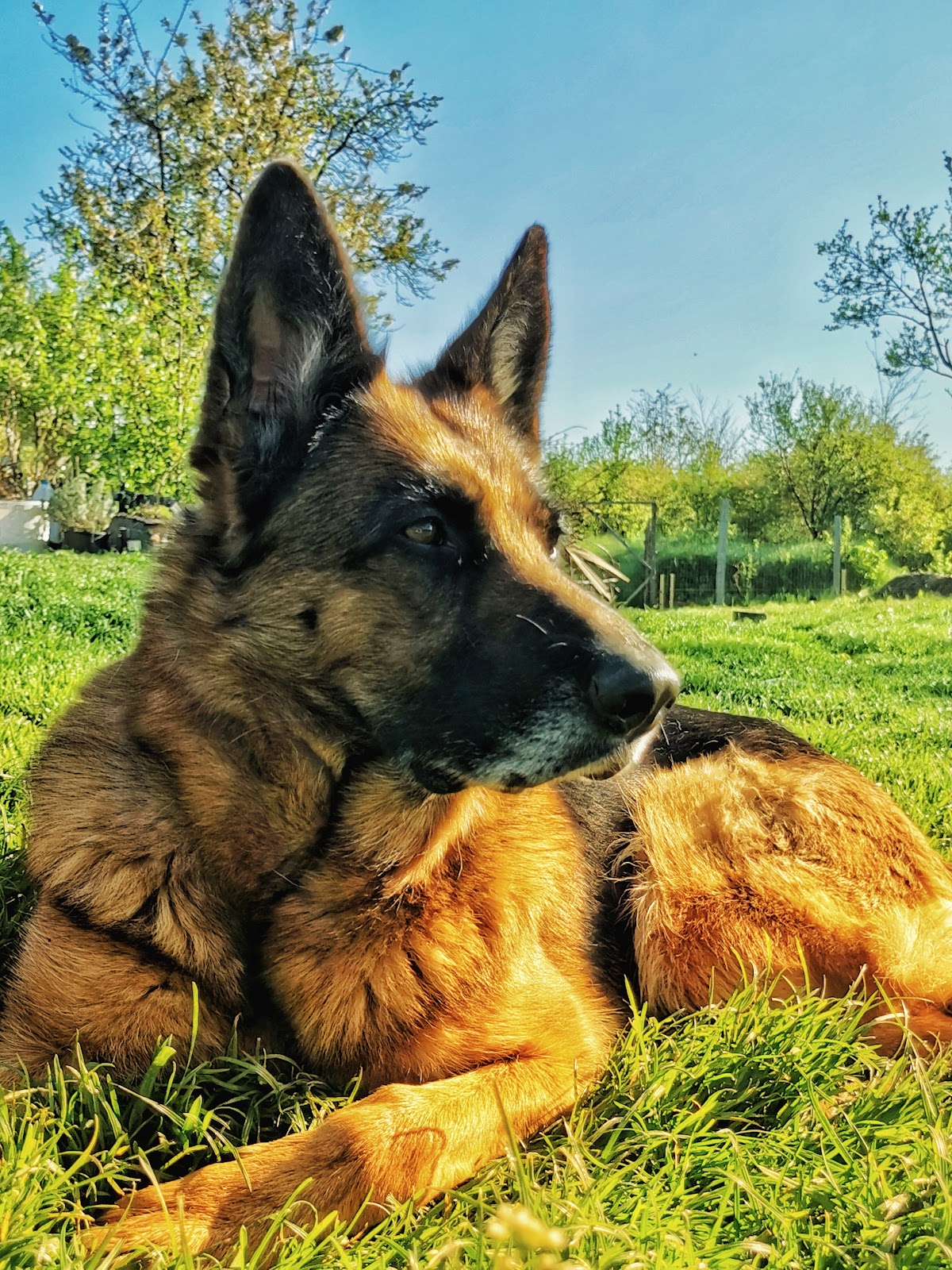 Zen Dog Orchard - foto 5