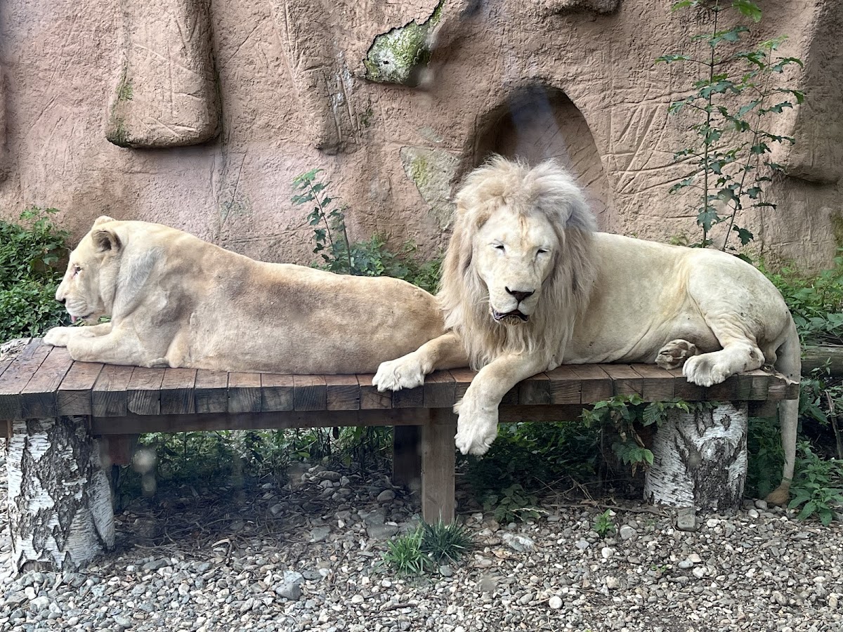 Zoo Brașov - foto 2