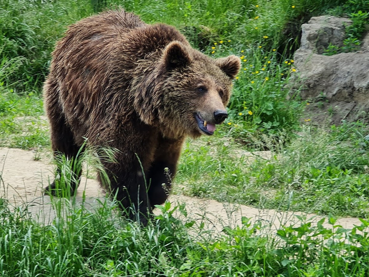 Zoo Brașov - foto 3
