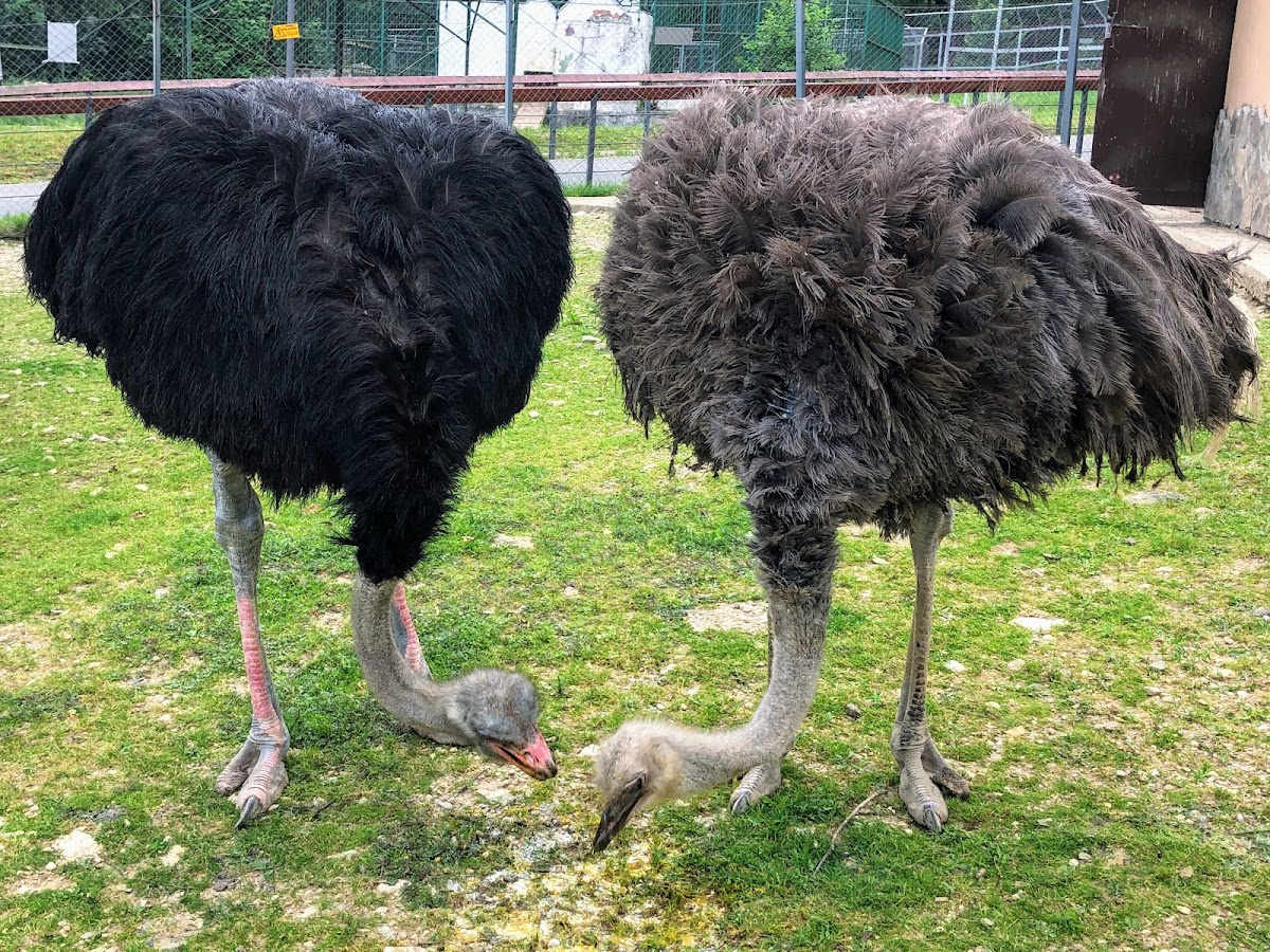 Zoo Brașov - foto 4