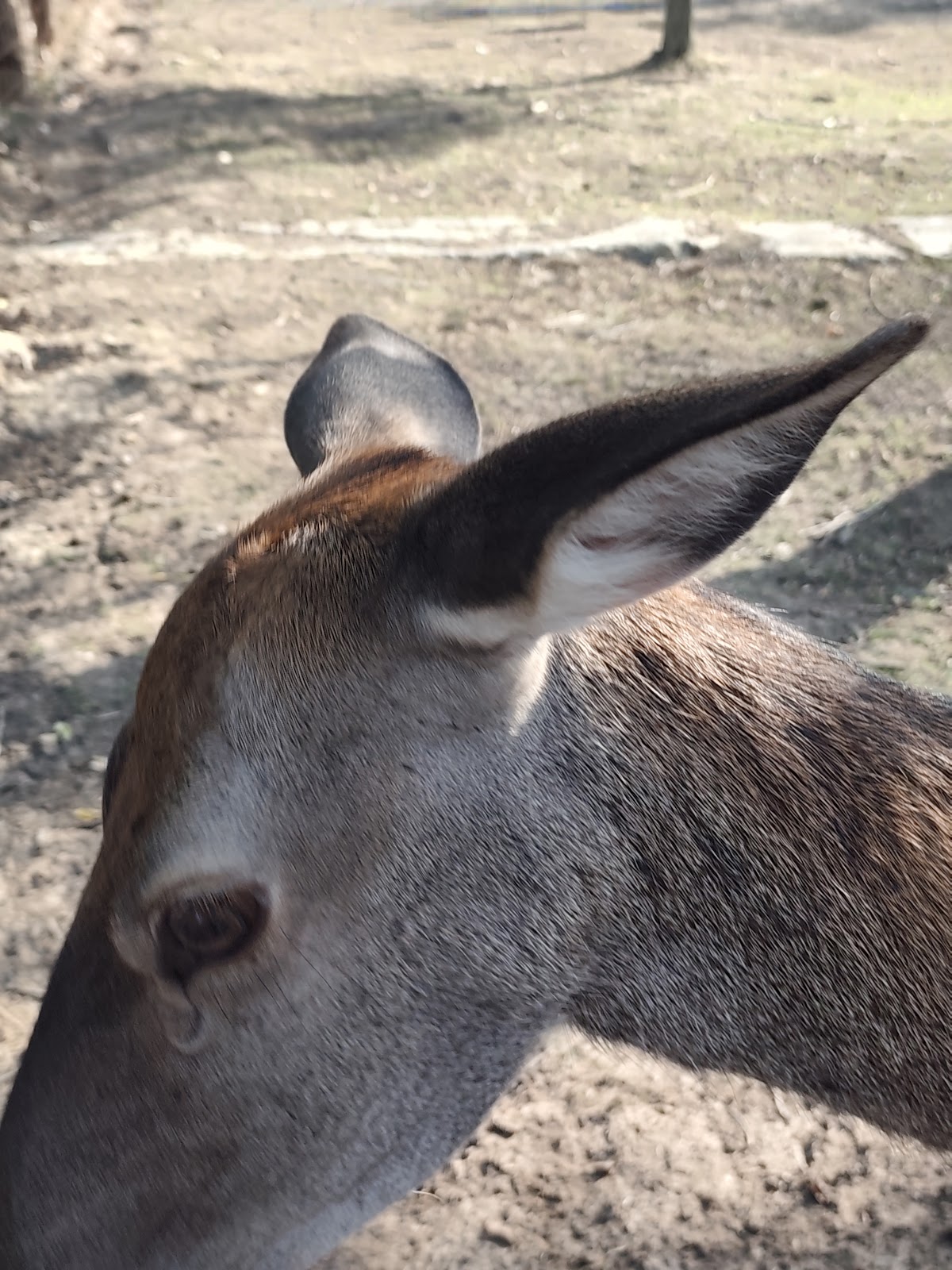 Zoo Park Tărâmul Animalelor Ineu - foto 1
