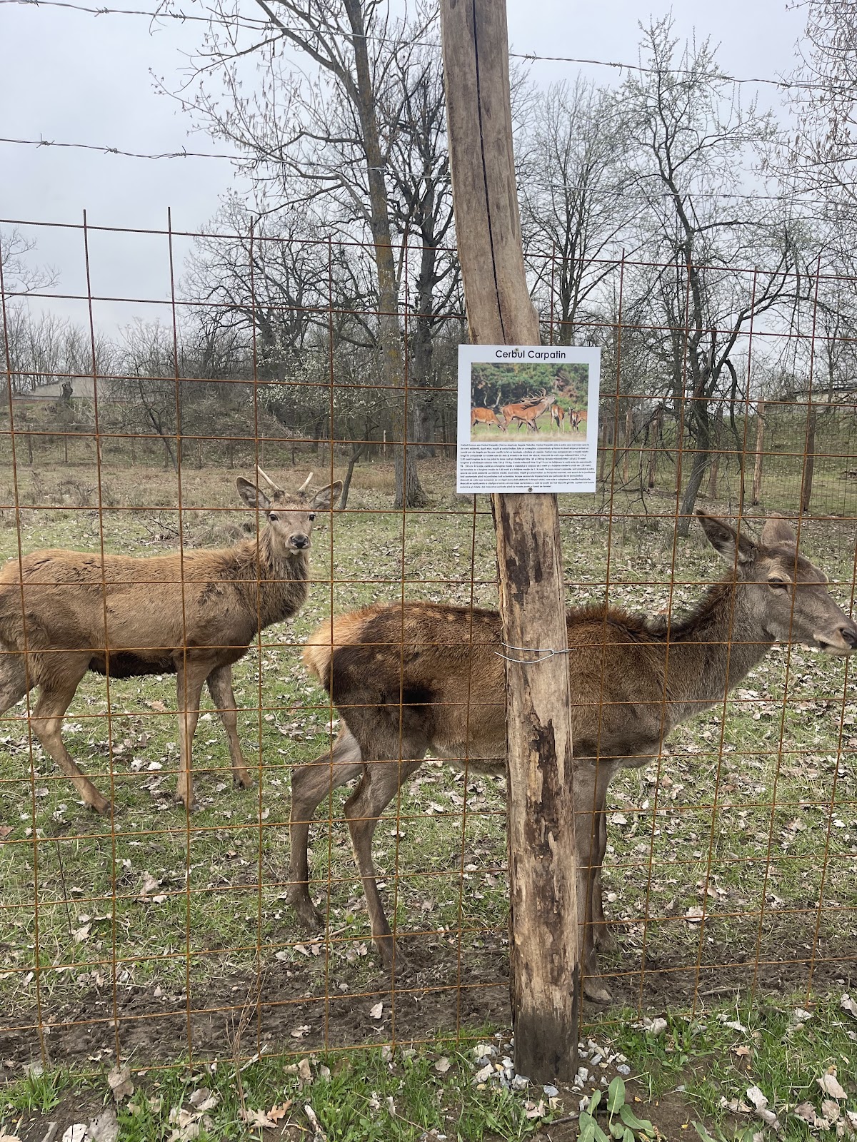 Zoo Park Tărâmul Animalelor Ineu - foto 2