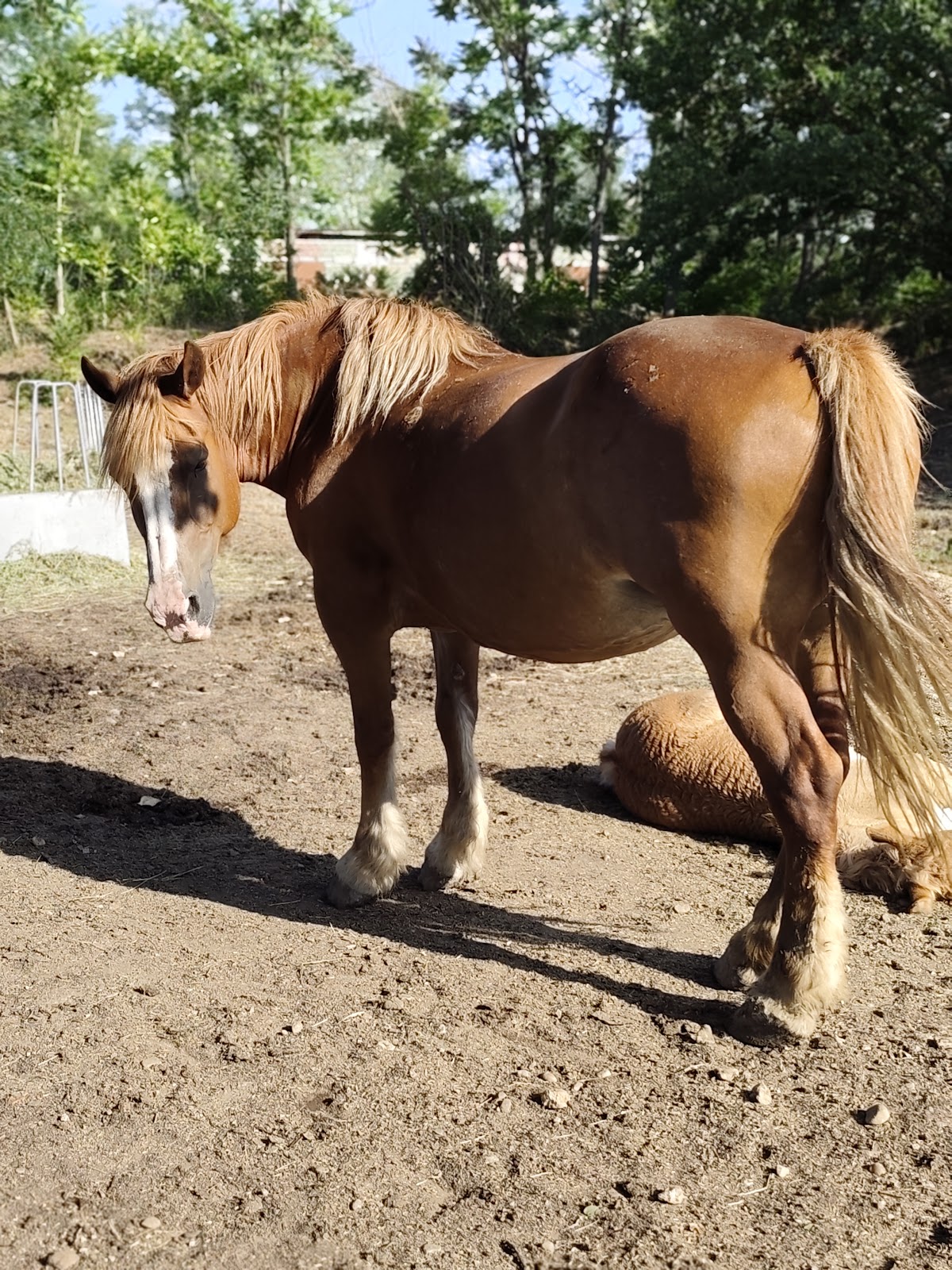 Zoo Park Tărâmul Animalelor Ineu - foto 3