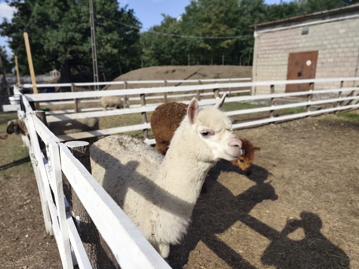 Zoo Park Tărâmul Animalelor Ineu - foto 4