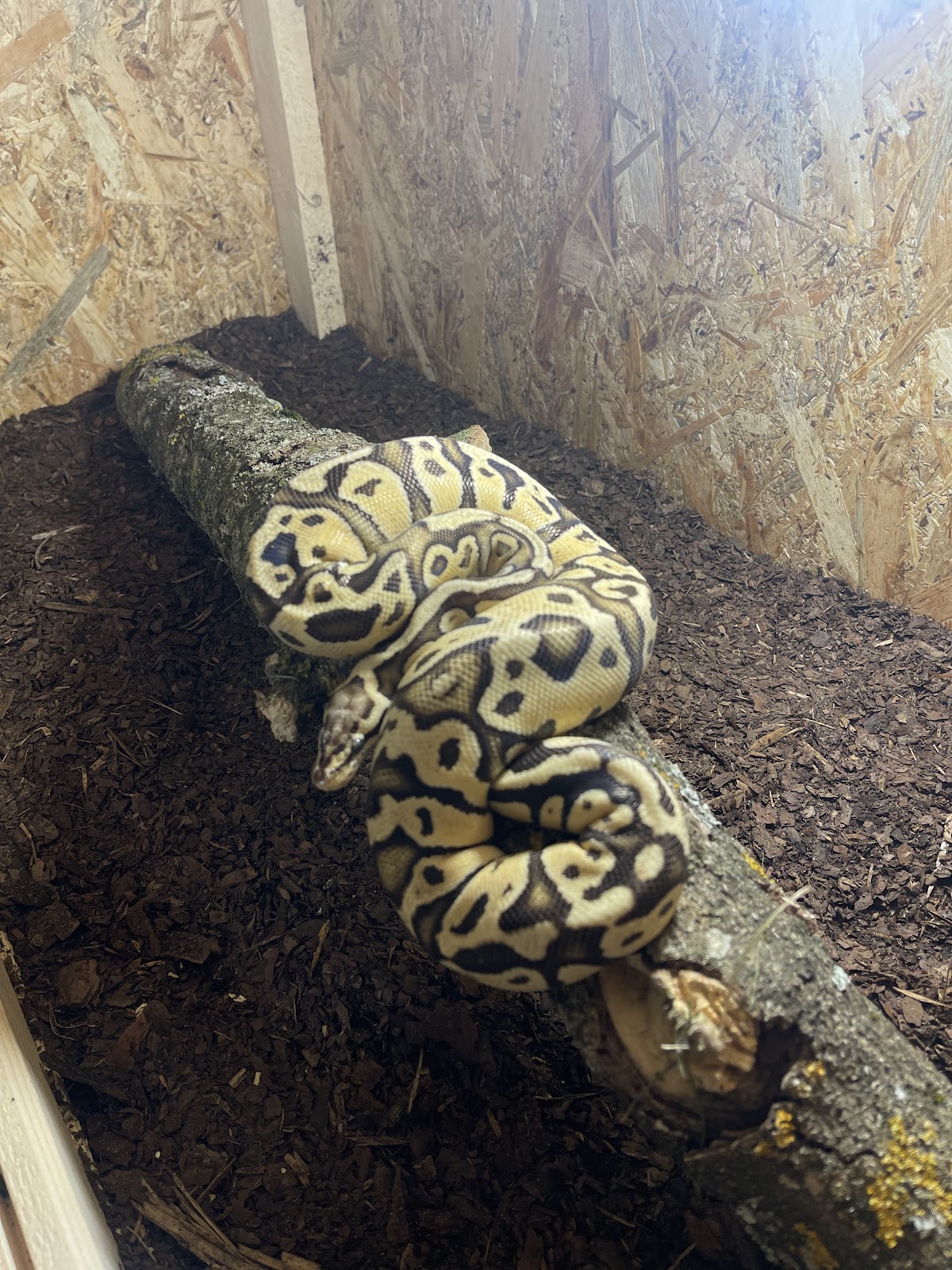 Zoo Park Tărâmul Animalelor Ineu - foto 5